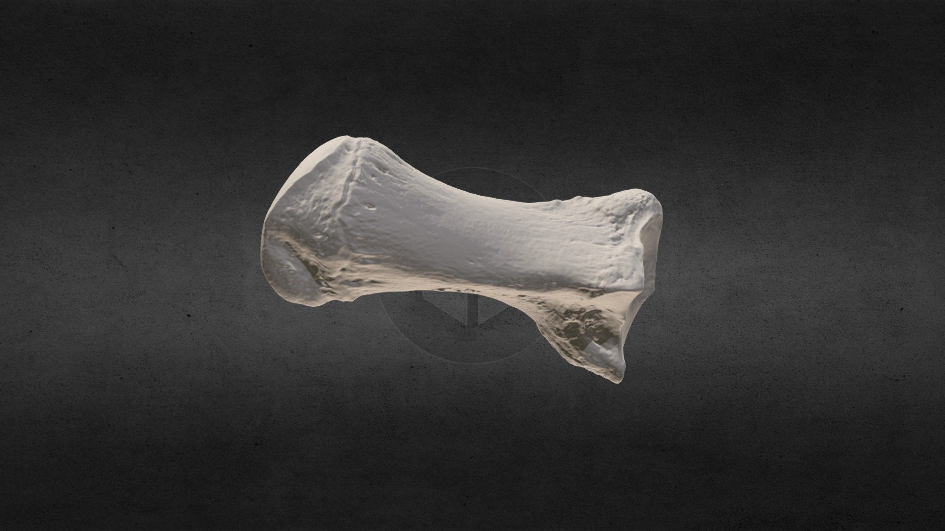 Loxodanta africana (elephant) L Metacarpal II