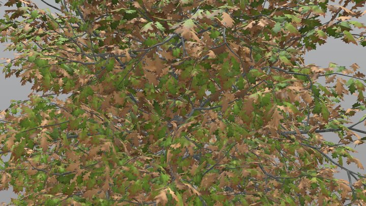 tree 3D Model