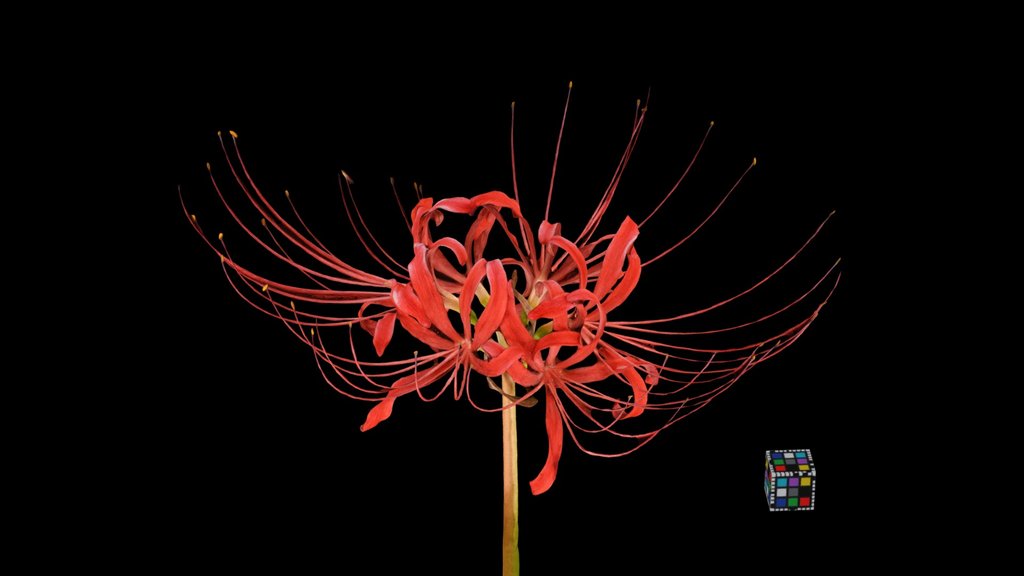 CC0 ヒガンバナ Red Spider Lily, Lycoris radiata