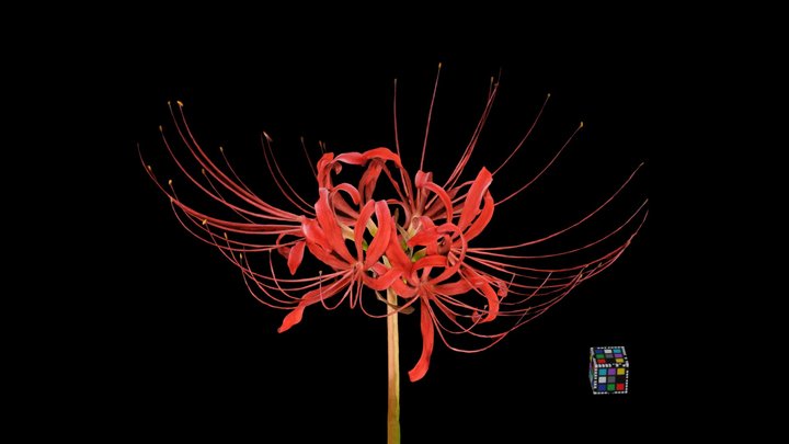 ヒガンバナ🌷 Red Spider Lily, Lycoris radiata 3D Model