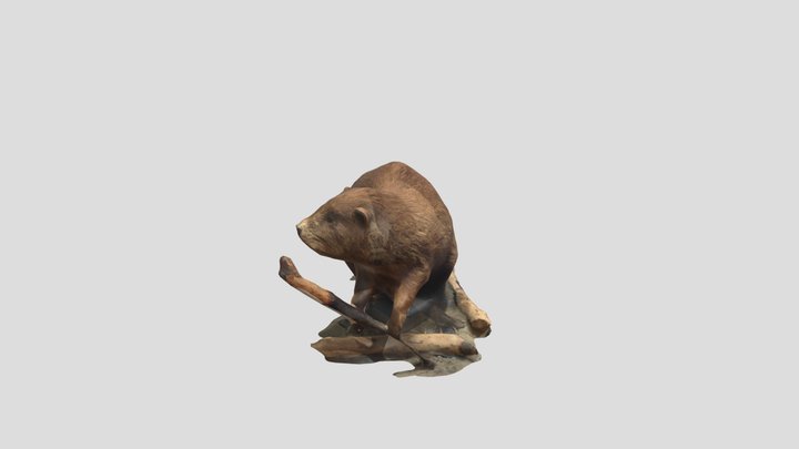 Taxidermy Beaver 3D Model