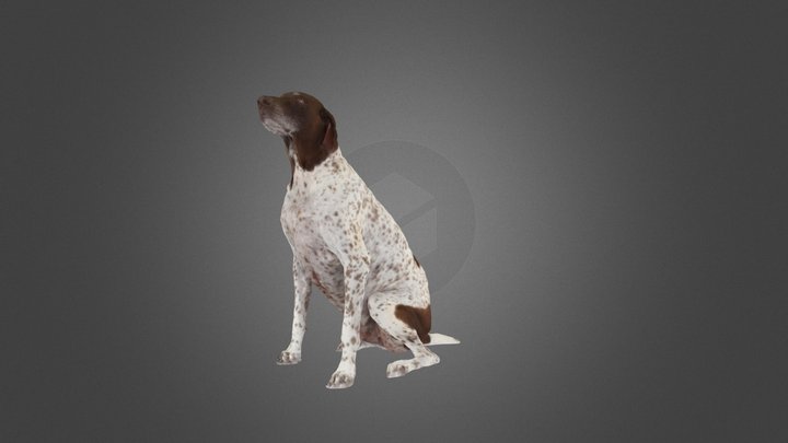 Dog Scan 3D Model