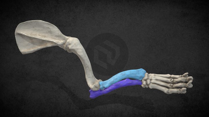 Radius curvus in a dog (ID5515) 3D Model