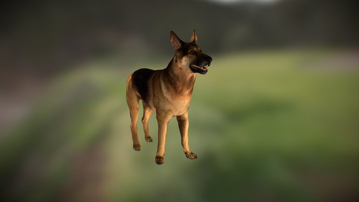 German Shepherd (RIGGED ANIMATED) 3D Model