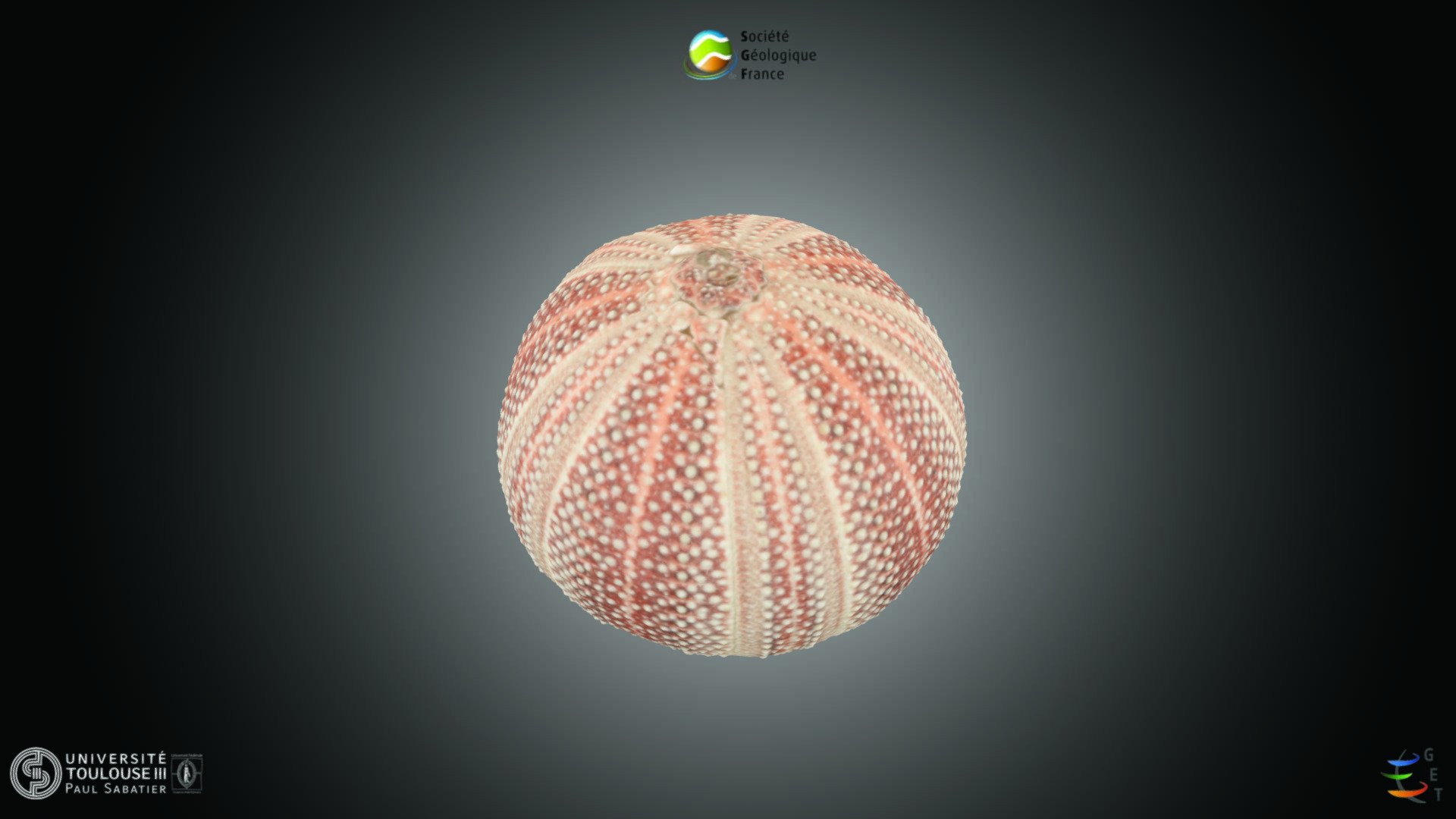 Echinoderme - Oursin