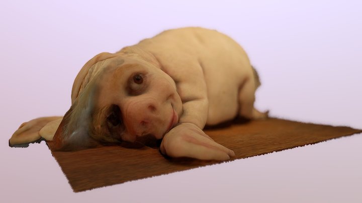 Man Bear Pig 3D Model