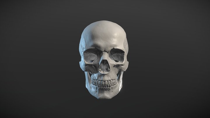 Human Skull Highly detailed 3D Model