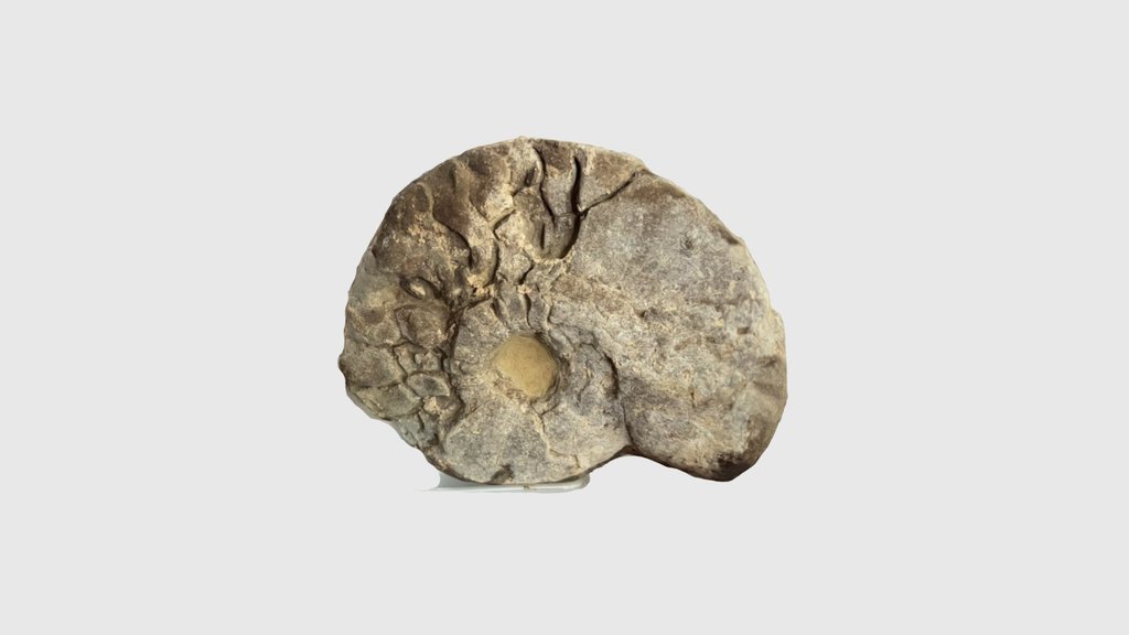 Ammonite