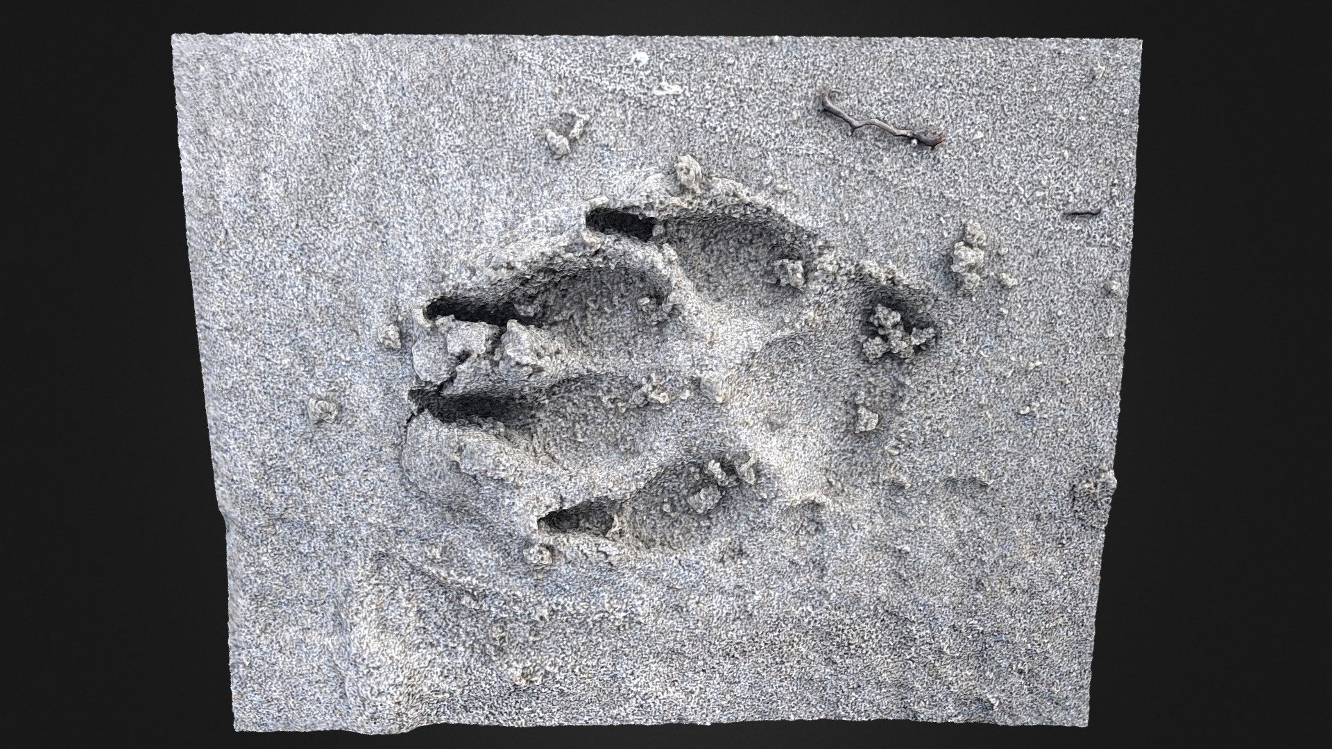 Dog footprint (test with smartphone video)