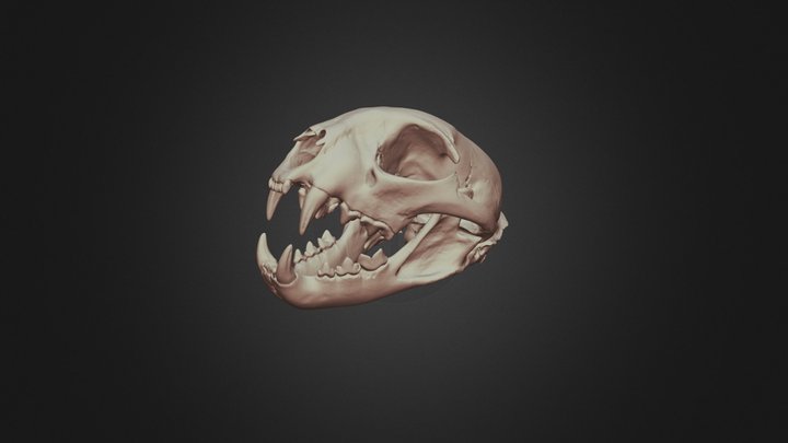 Skull #2 3D Model