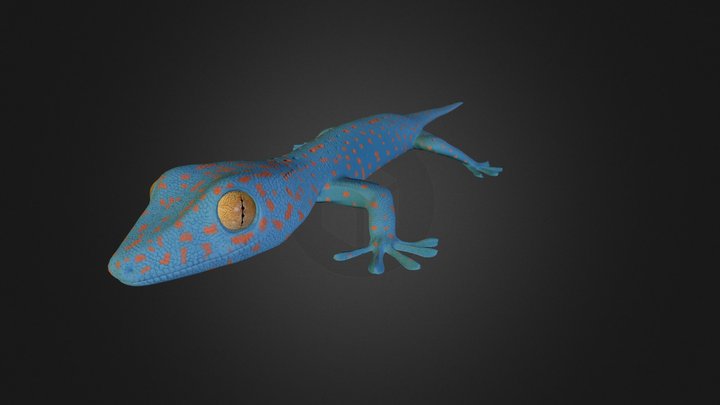 Tokay Gecko 3D Model