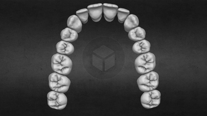 Upper jaw teeth anatomy 3D Model