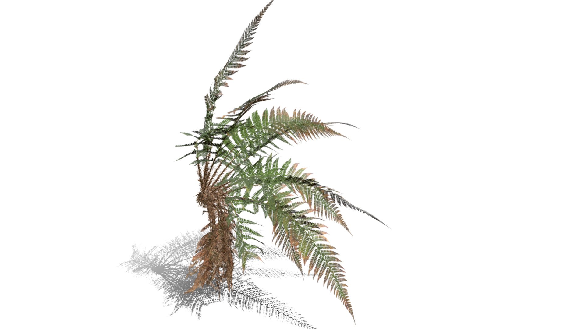 Realistic HD Male fern (41/50) - Buy Royalty Free 3D model by ...