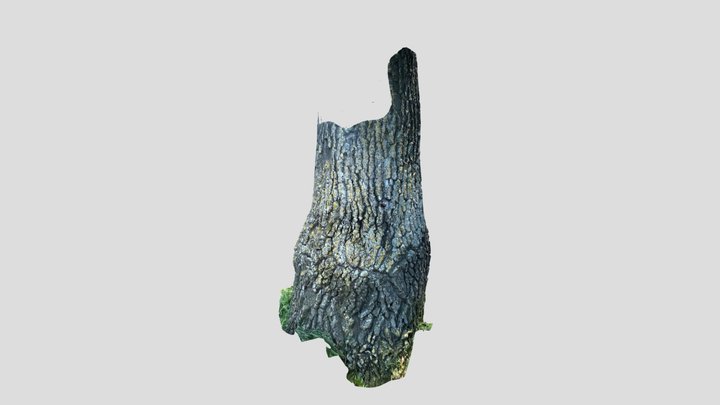Tree Trunk 3D Model