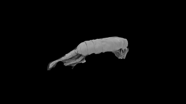 Senecella Edit2 3D Model