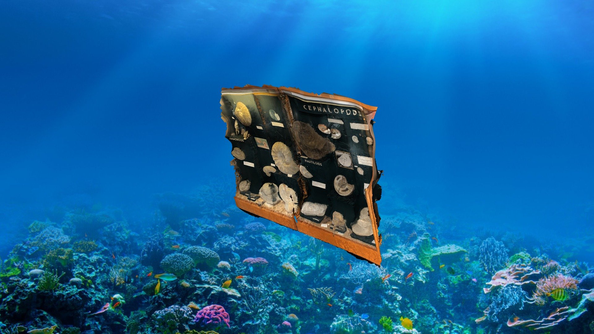 Display 48 & 49 [Cephalopods]
