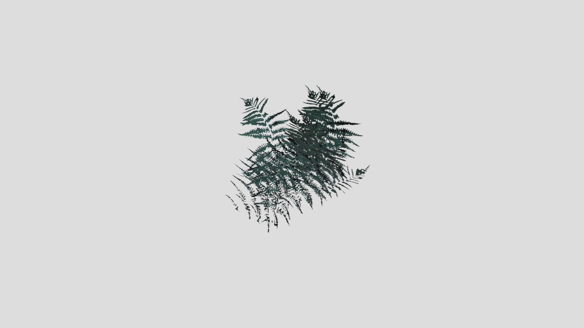Ferns