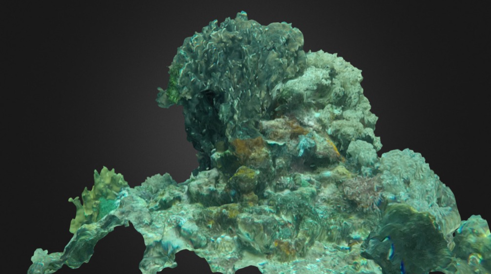 Blue Coral B - 3D Model By California Academy Of Sciences Viz Studio ...