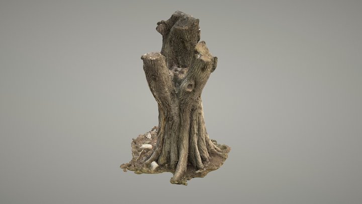 Large Oak Tree 3D Model