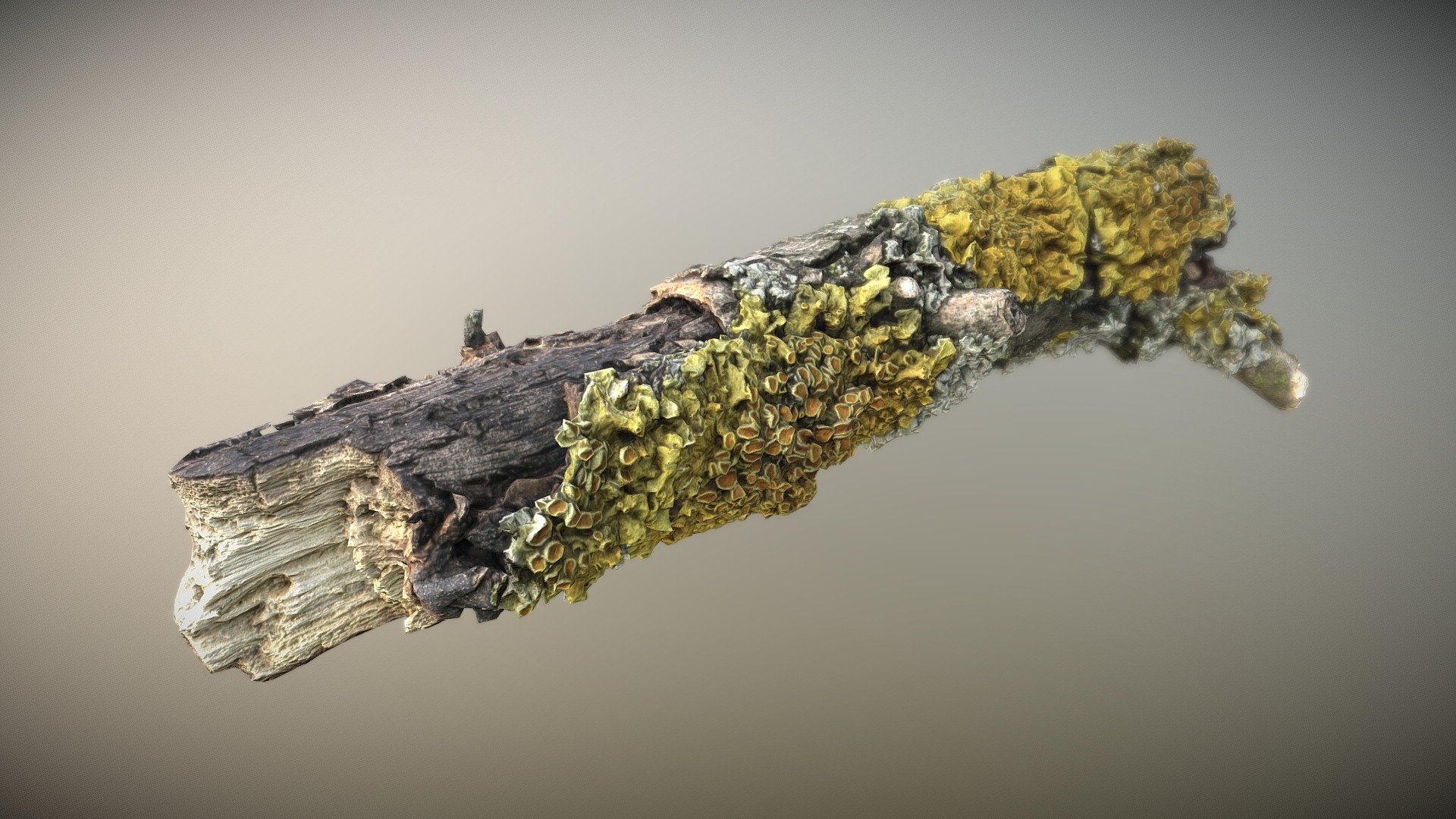 Wood stick 01 - Download Free 3D model by 3dhdscan (@3dhdscan) [35c2a83]