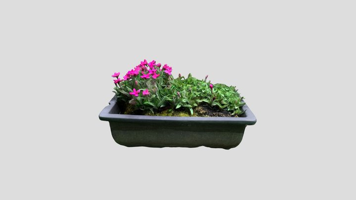 Japanese potted moss phlox 3D Model