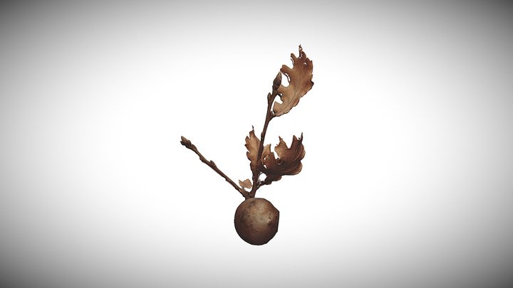 Oak tree with its gall 3D Model