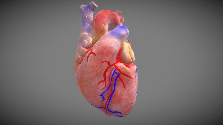 Simple Heart Model 3D Model
