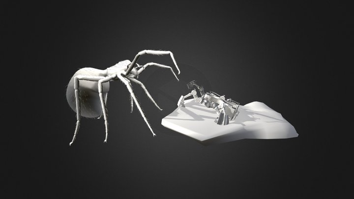 Spiders Fight 3D Model