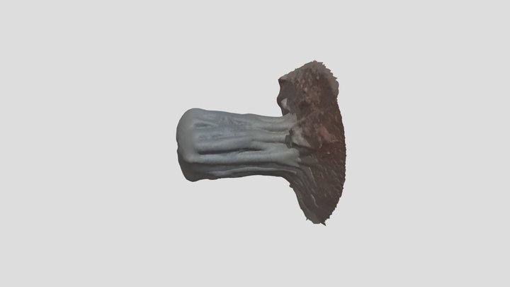 AMENDOA 3D Model
