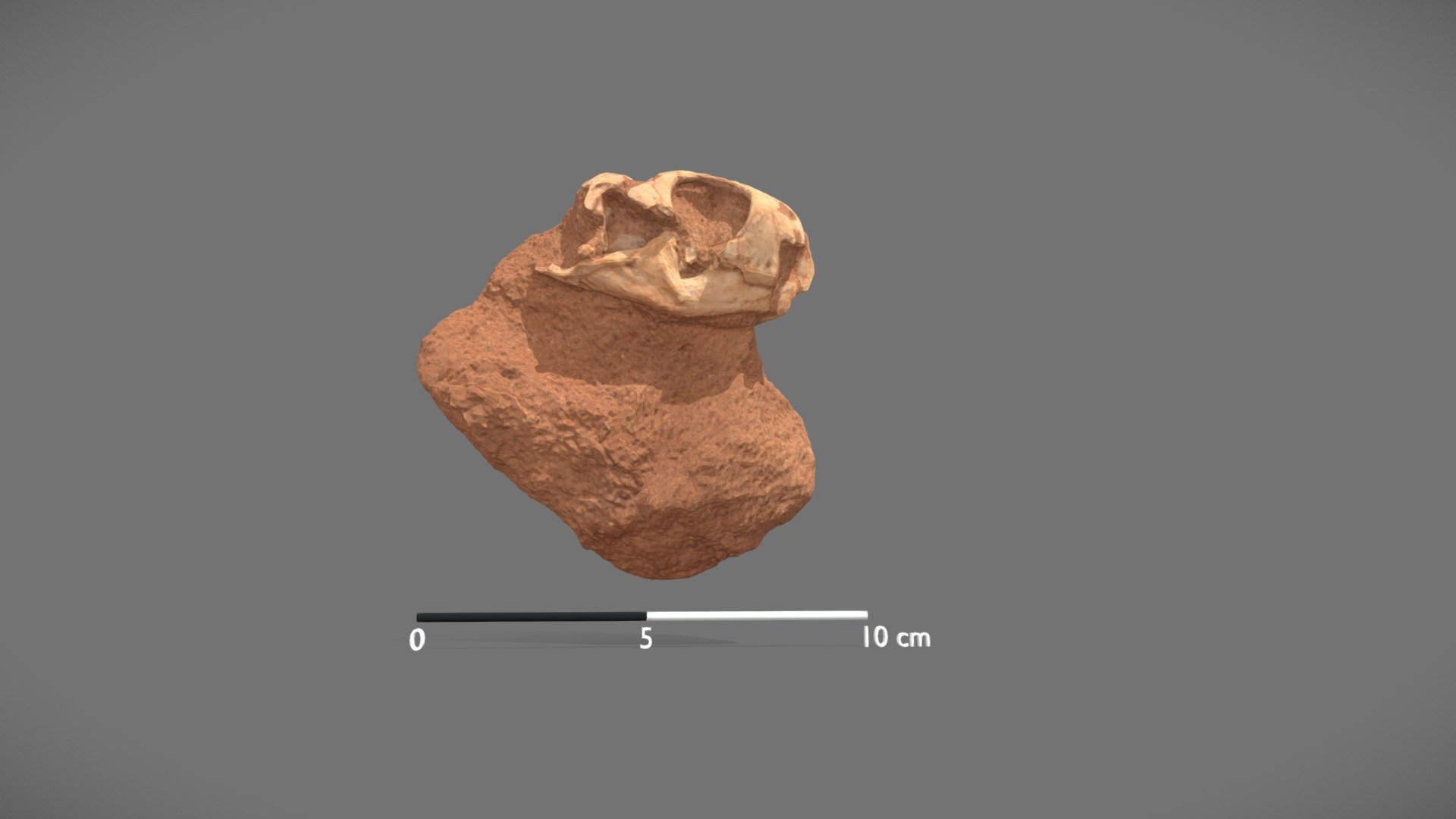 *Clevosaurus brasiliensis* - CAPPA - 3D model by Pavão Negro ...
