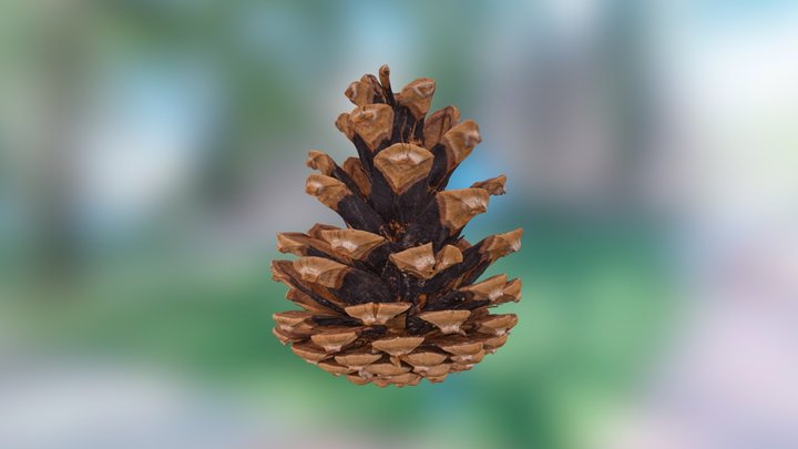 Pine cone 3D Model