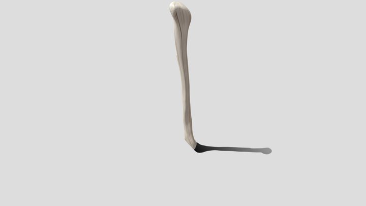 Humerus