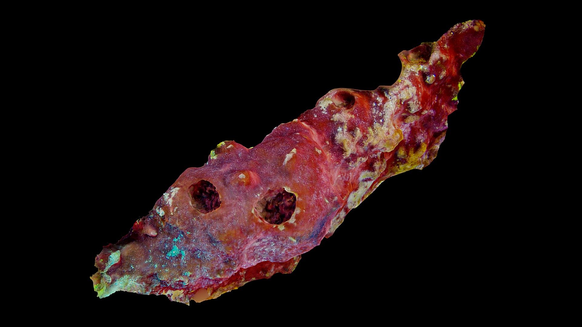 #54: Neofibularia nolitangere
