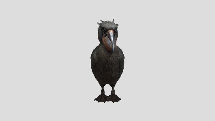 Shoebill 3D Model