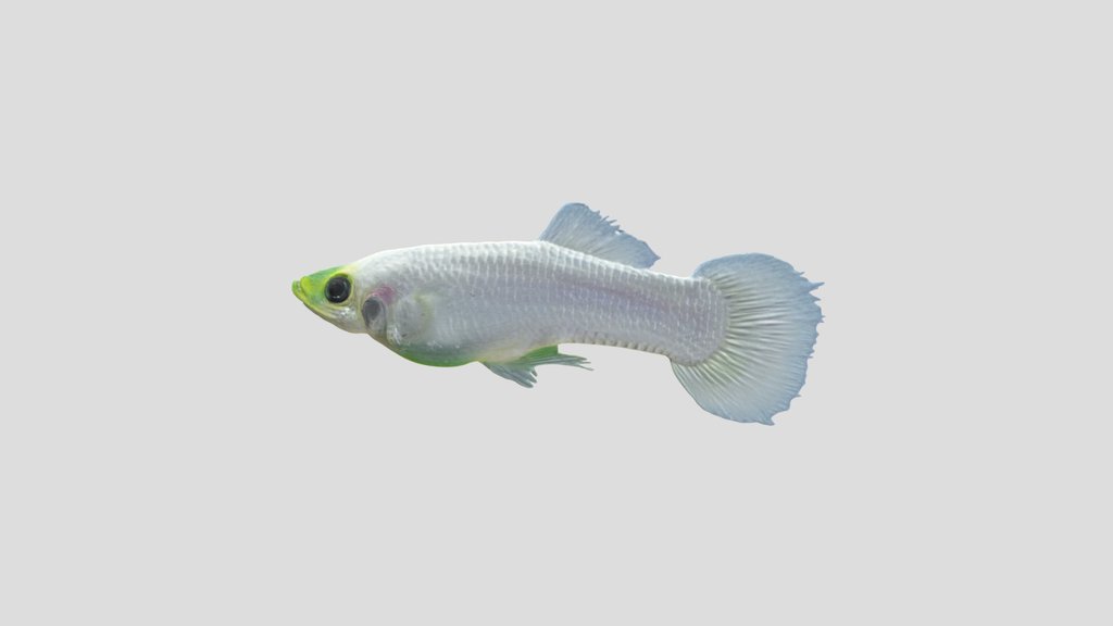 Platinum Guppy X