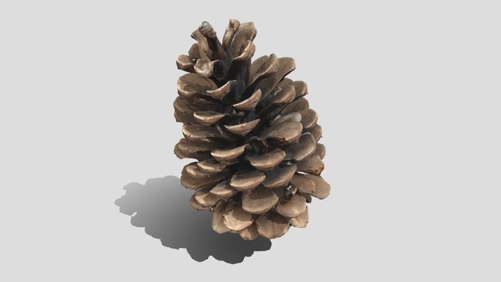 Pine cone 3D Model