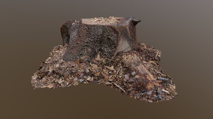 Trunk_3 3D Model