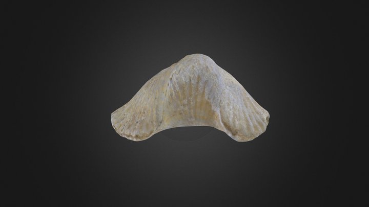 Brachiopod: Trichorhynchia sp. (PRI 76900) – Modello 3D gratuito STL