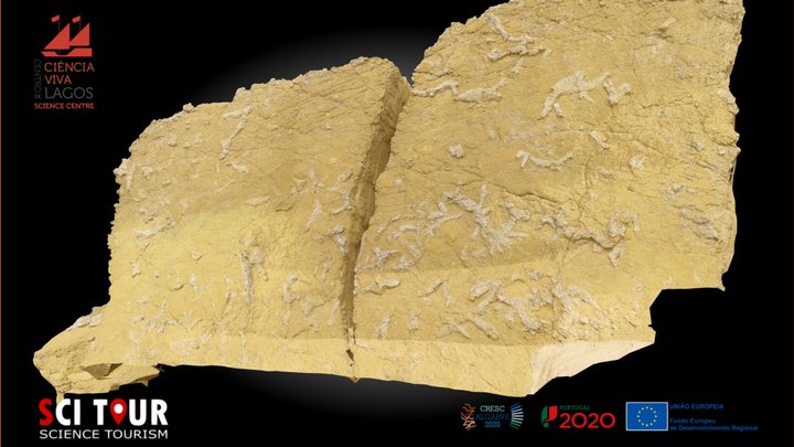 Thalassinoides ichnofossil,Vila do Bispo Algarve 3D Model