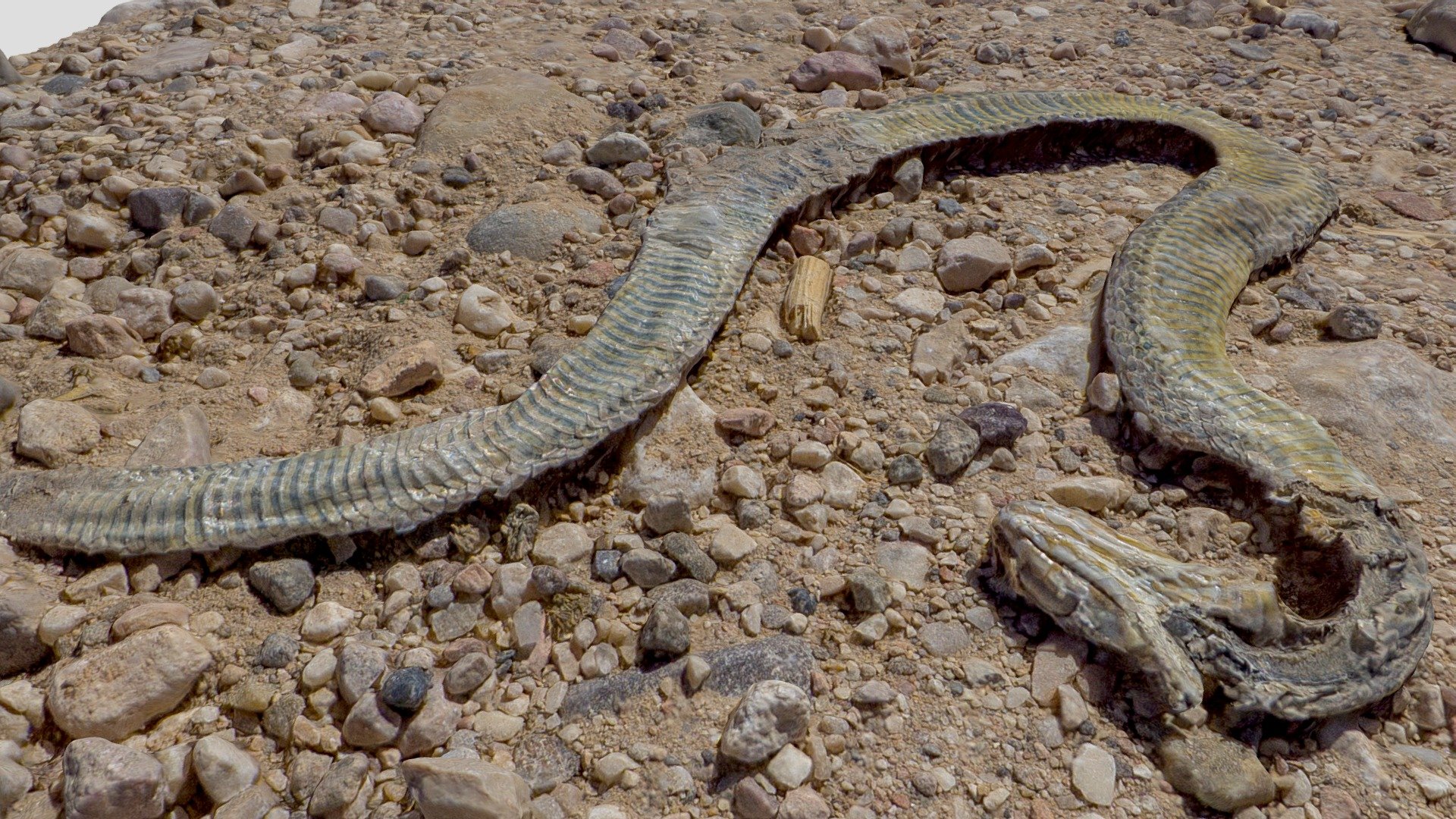 serpiente seca — Sketchfab embed 3D viewer