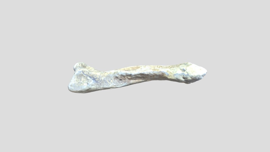Manatee Humerus