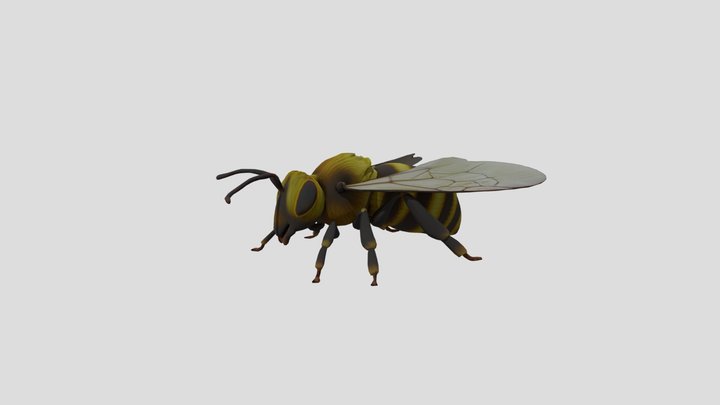 Realistic Bee 3D Model
