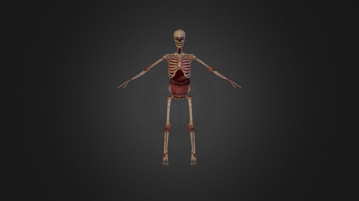Zwvrcdyyhl-internal Skeleton 3D Model