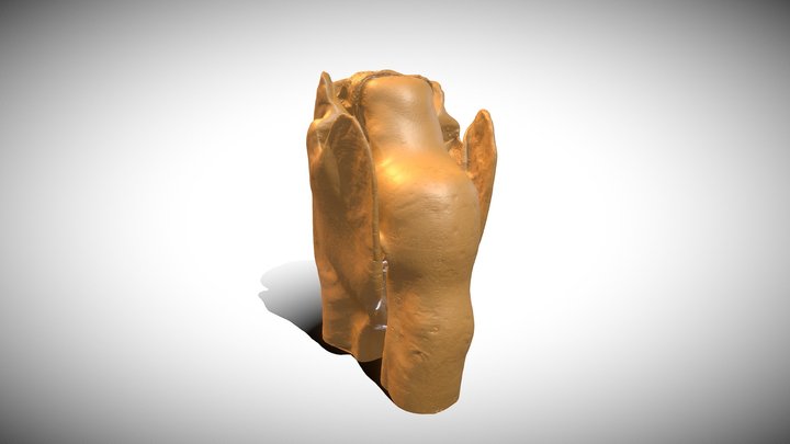 Heuschreckensprunggelenk (Locusta migratoria) 3D Model