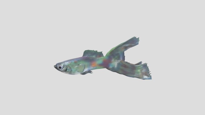 Lyretail Guppy Male – Modelo 3D gratuito STL
