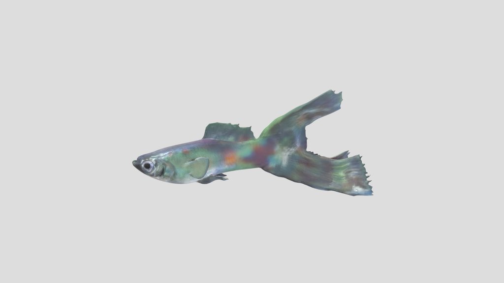 Lyretail Guppy Male