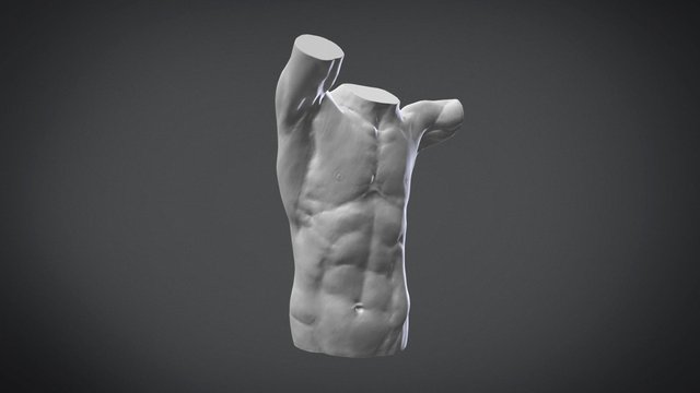 Male torso 3D Model