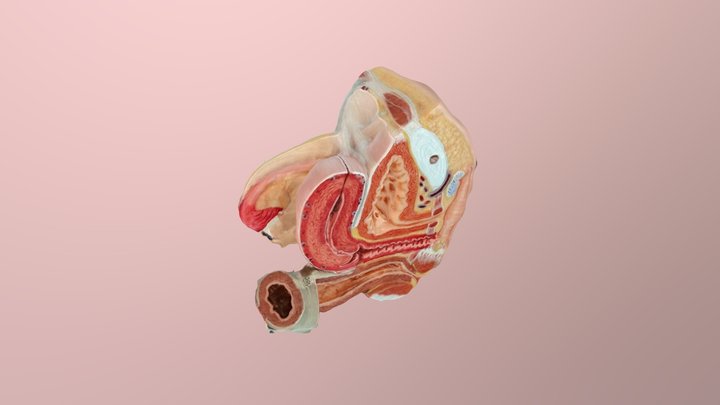 Female Reproductive Anatomy 2 3D Model