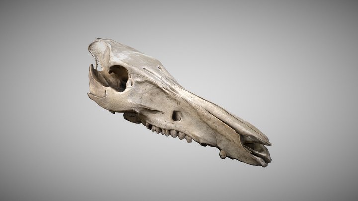 Small Boar Skull top 3D Model