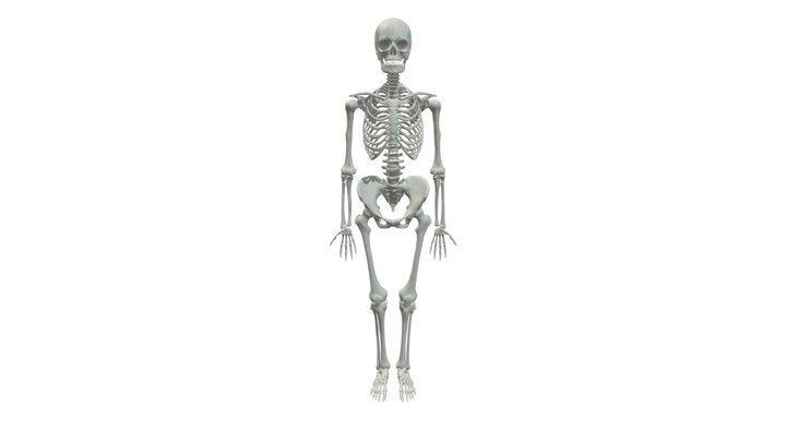 human skeleton 3d model free download blender human skeleton 3d model free download blender